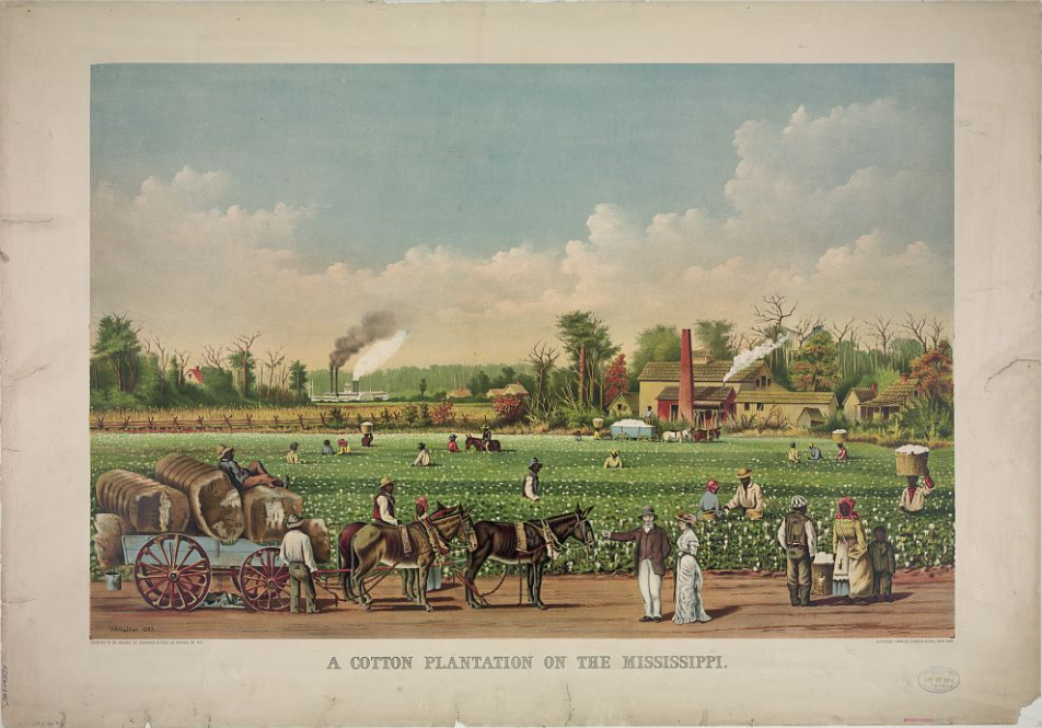 Slaves picking cotton