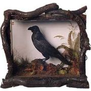 A preserved raven in a display case